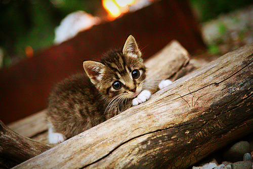 米兰体育-全民健身项目融入社区生活,社区全民健身工作成效经验和做法 第2张 米兰体育-全民健身项目融入社区生活,社区全民健身工作成效经验和做法 第2张