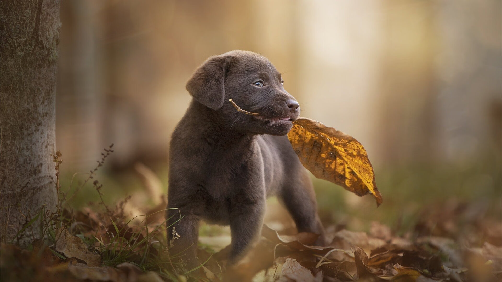 AC米兰-划频划幅数据揭示技术差异,如何定性的画幅频特性曲线 第1张 AC米兰-划频划幅数据揭示技术差异,如何定性的画幅频特性曲线 第1张