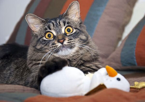 米兰登录入口-加拿大队赛制分析：赛制如何帮助提升球队的稳定性与执行力，加拿大赛程500