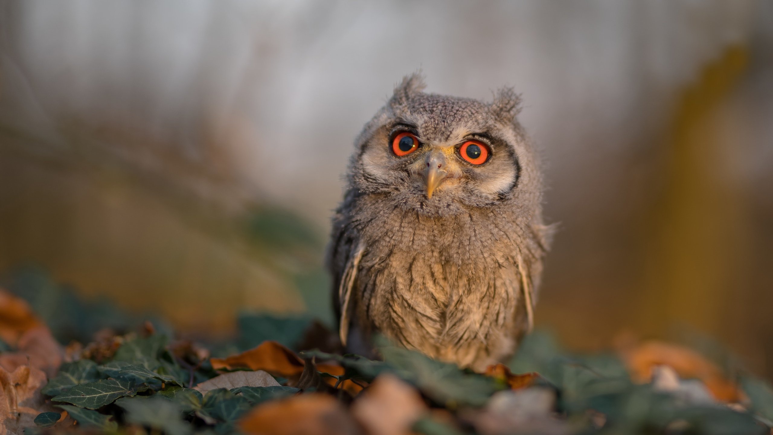 AC米兰-新加坡队赛制解析：如何通过战术配合取得最佳成绩，新加坡杯