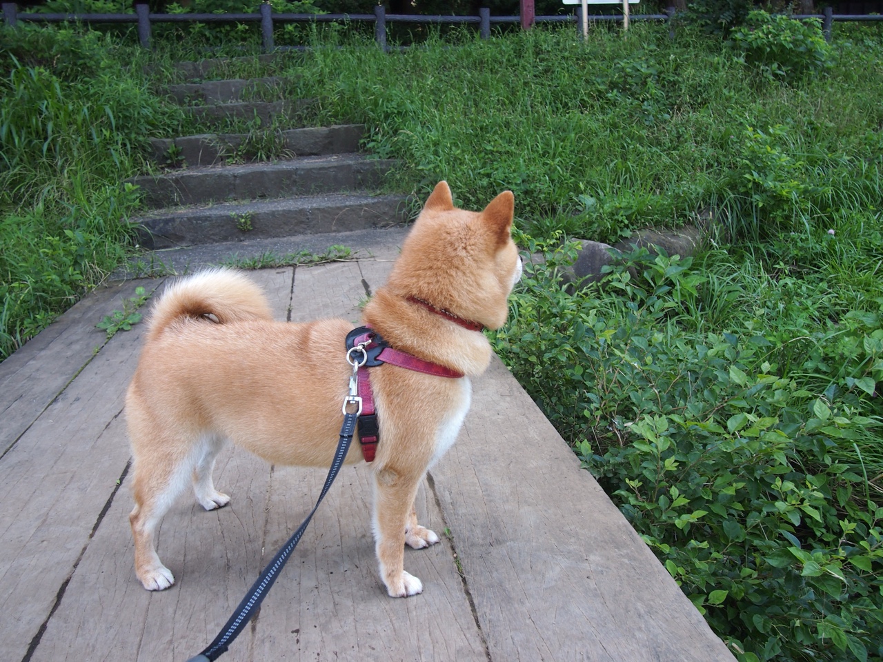 -羽毛球奥运双打组合进行战术配合训练，奥运会羽毛球双打小组赛规则