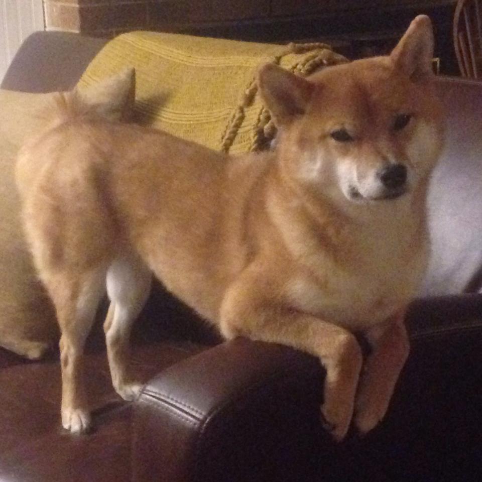 MILANSPORT入口-中国足球青训教练员实战经验分享活动频繁，中国足协精英青训教练培训课程