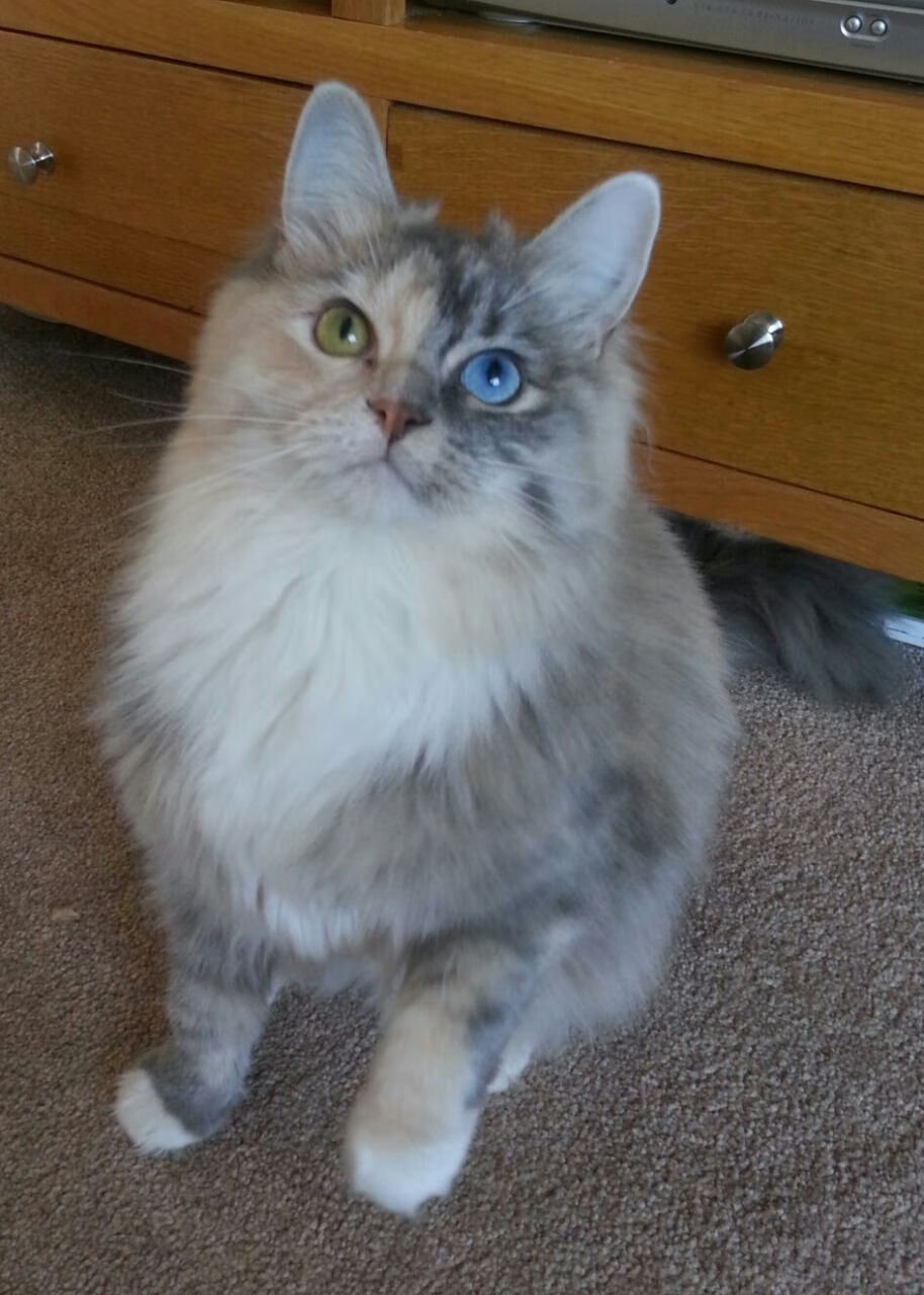 MILANSPORT下载-南非羚羊队的反击战术：快速回转进攻是他们的制胜法宝，南非羚羊直升机