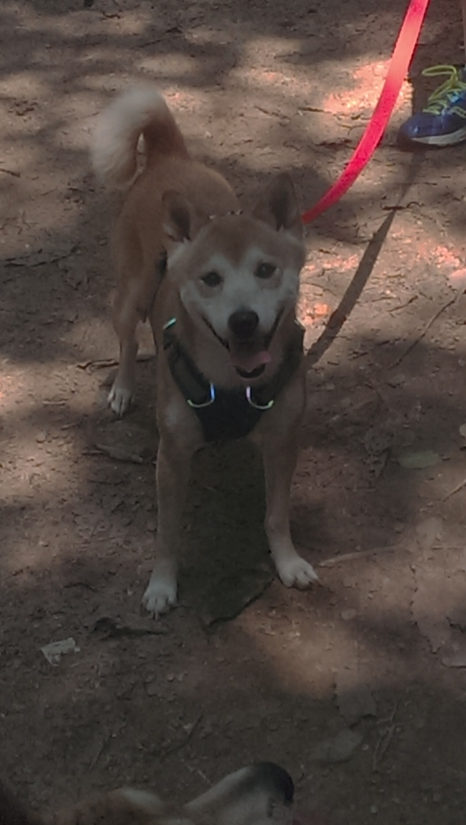 AC米兰-威尔士橄榄球迎来政策红利,市场更加活跃,威尔士篮球是国产吗