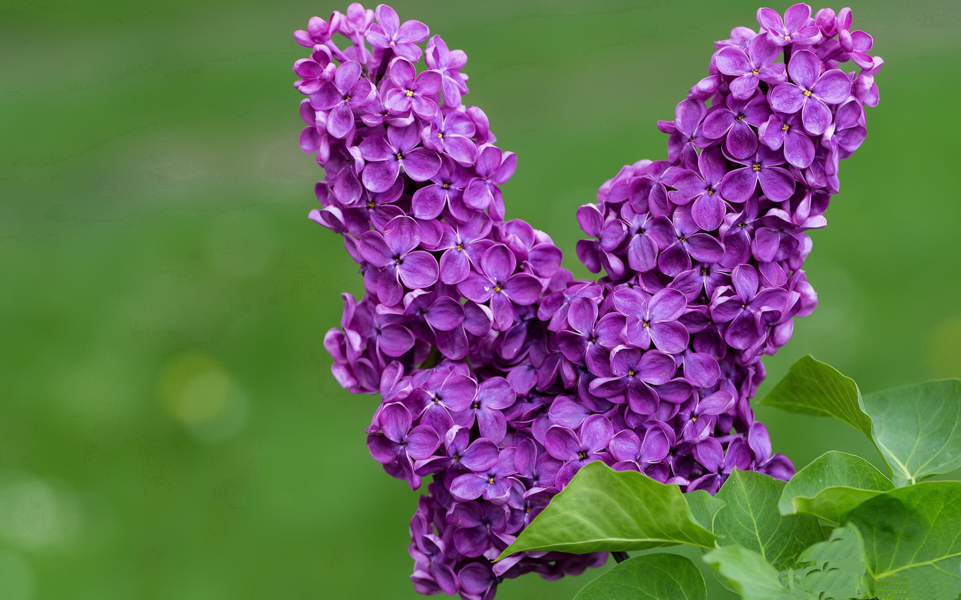 米兰登录入口-尤文图斯引援成功，中场实力显著增强