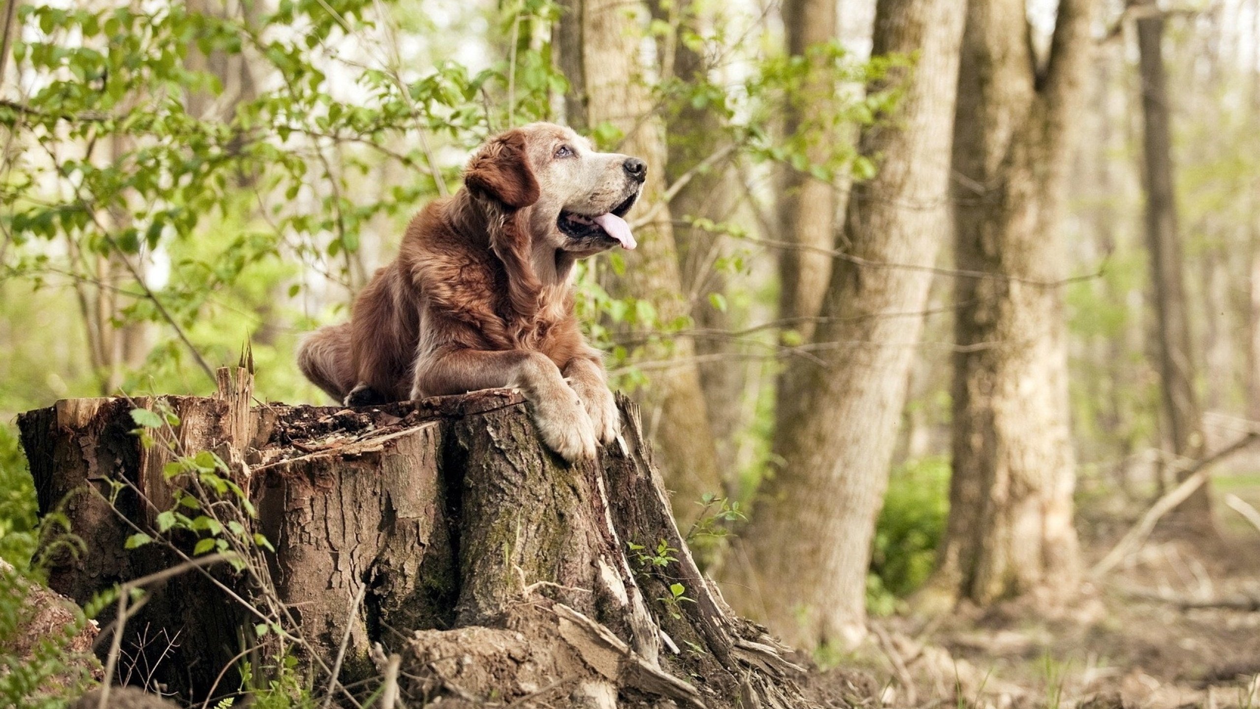 米兰体育官网-意甲决战时刻：战术和个人技艺的舞台，意甲决赛时间