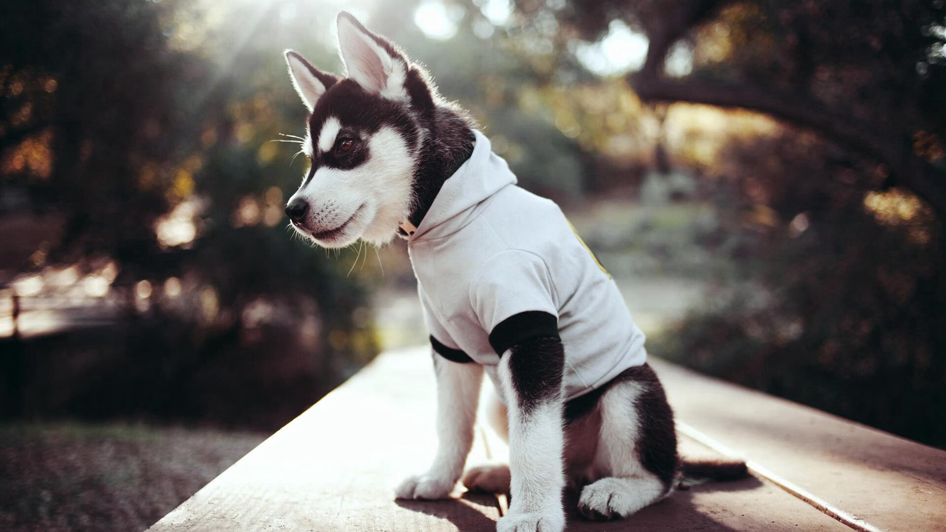 米兰登录入口-极限滑板运动员训练方法多样化发展,极限运动 滑板