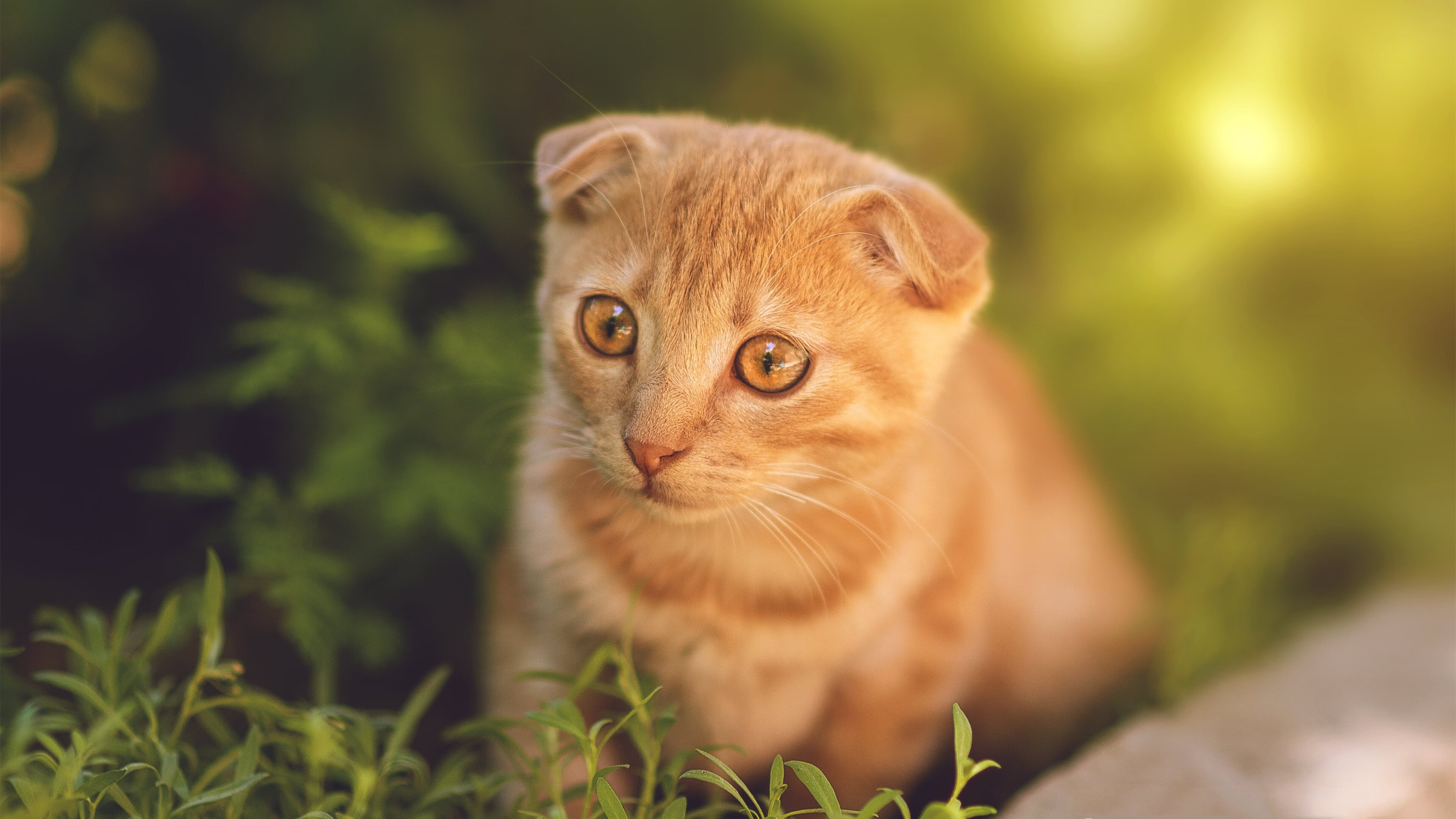 MILANSPORT下载-格鲁吉亚女篮在欧洲锦标赛中精彩亮相,迎向国际舞台,格鲁吉亚篮球厉害吗 第3张 MILANSPORT下载-格鲁吉亚女篮在欧洲锦标赛中精彩亮相,迎向国际舞台,格鲁吉亚篮球厉害吗 第3张