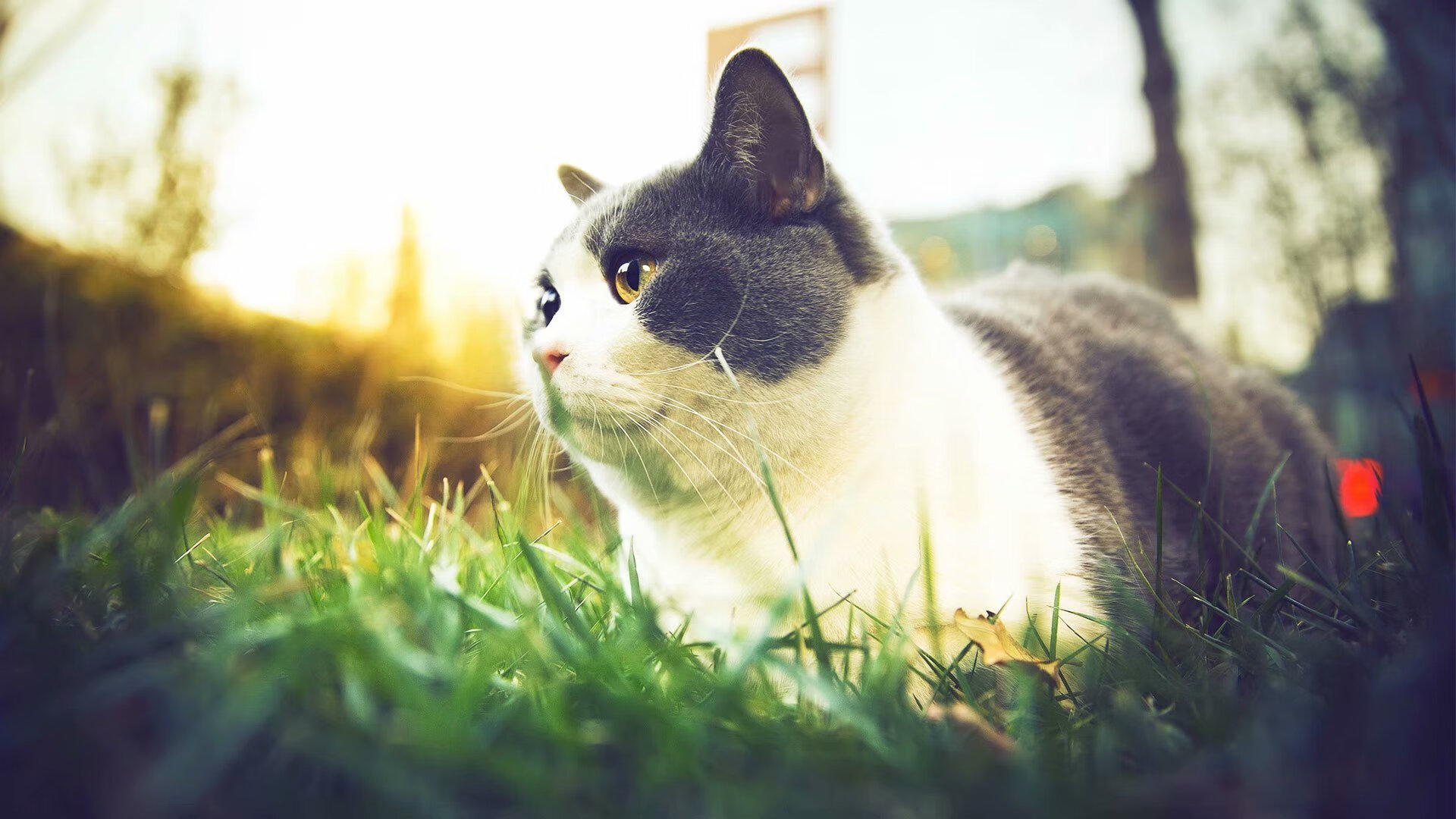 -水球淘汰赛瑞士拼搏精神可嘉，水球夺冠