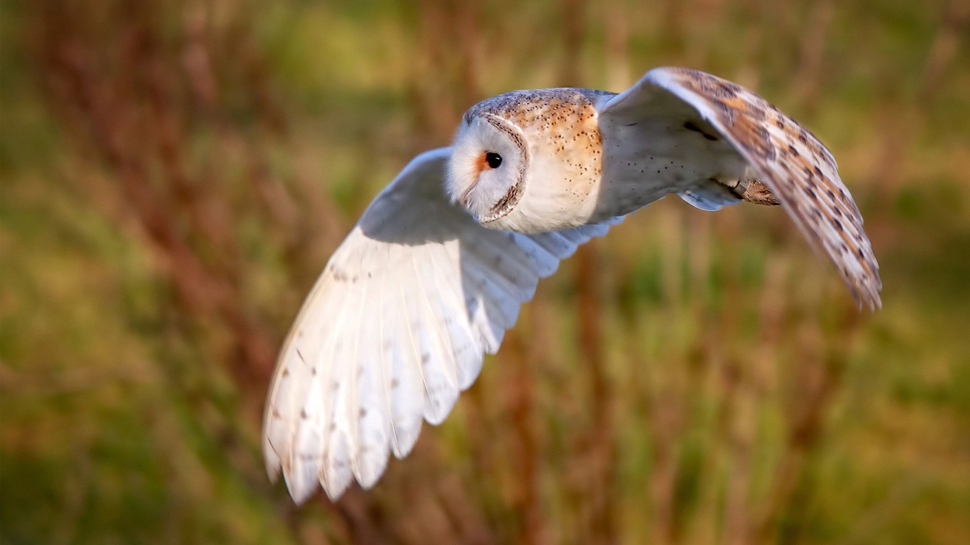 米兰体育APP-科特迪瓦男篮在非洲锦标赛中持续发力，力争争夺冠军荣誉，非洲 科特迪瓦